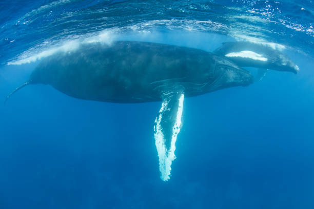 istock Humpback Whales Just Under Surface of Ocean 1163054858