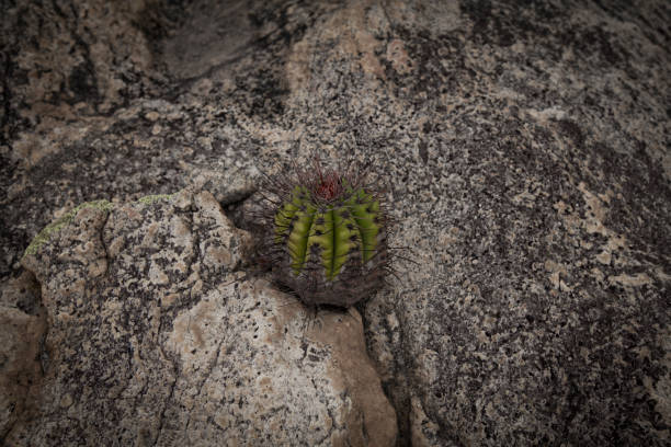 Santa Cruz do Capibaribe, PE, Brazil - January 18th, 2016: Coroa-de-Frade (Melocactus Zehntneri) typical cacto in the semi-arid hinterland Pernambuco State, northeast Brazil.