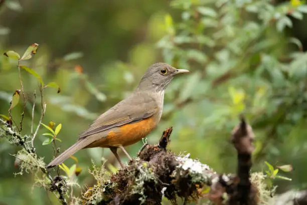 Orange thrush