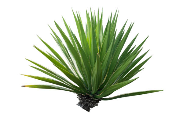 Agave plant isolated on white background