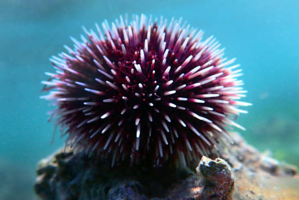 istock Underwater Mediterranean purple sea urchin - Sphaerechinus granularis 1163059800