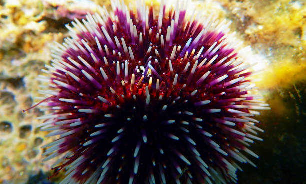 istock Underwater Mediterranean purple sea urchin - Sphaerechinus granularis 1163059802