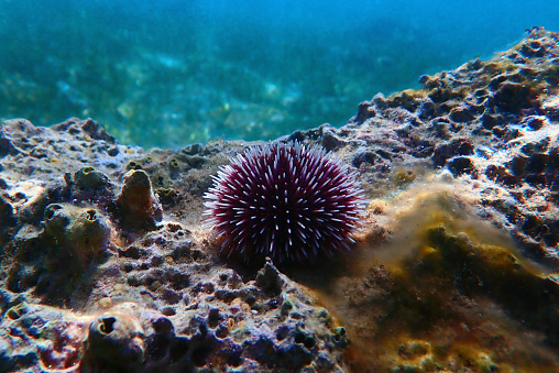 Erizo de mar púrpura mediterráneo subacuático - Sphaerechinus granularis photo