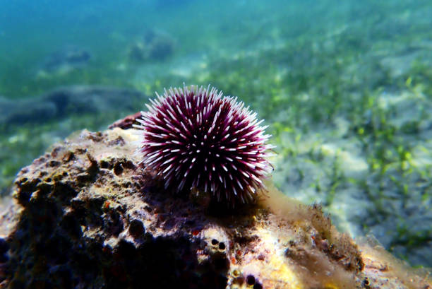 istock Underwater Mediterranean purple sea urchin - Sphaerechinus granularis 1163059805