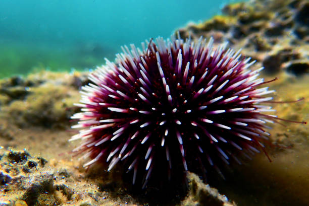 istock Underwater Mediterranean purple sea urchin - Sphaerechinus granularis 1163059806