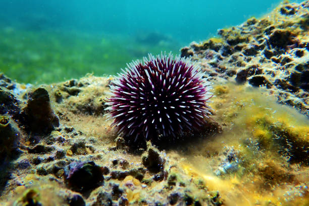istock Underwater Mediterranean purple sea urchin - Sphaerechinus granularis 1163059808