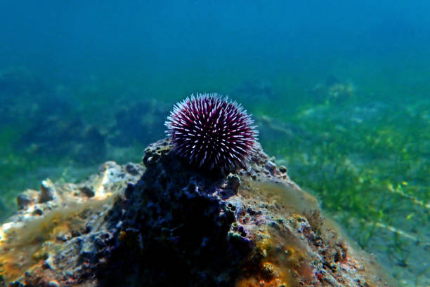 istock Underwater Mediterranean purple sea urchin - Sphaerechinus granularis 1163059811