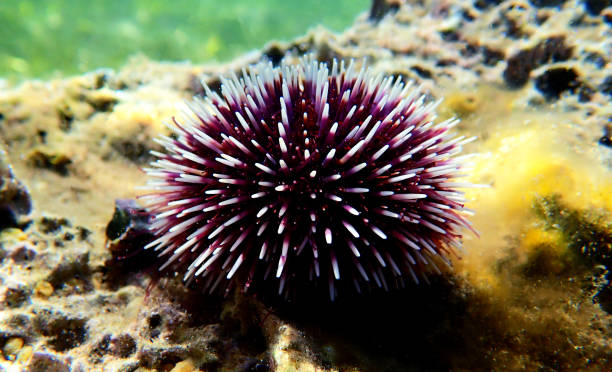 istock Underwater Mediterranean purple sea urchin - Sphaerechinus granularis 1163059830