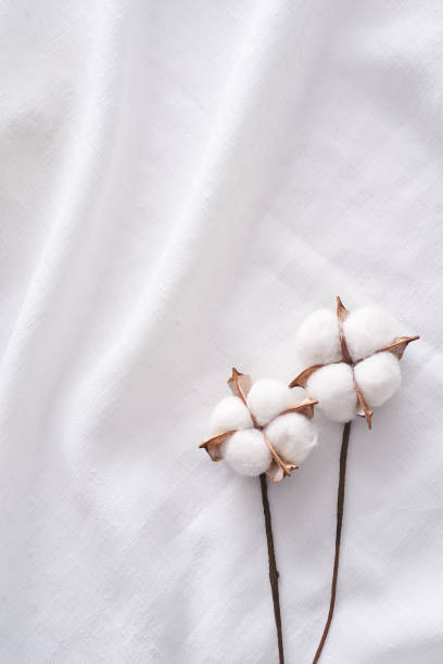 Cotton plant Cotton plant on a white cloth. cotton cotton ball fiber white stock pictures, royalty-free photos & images