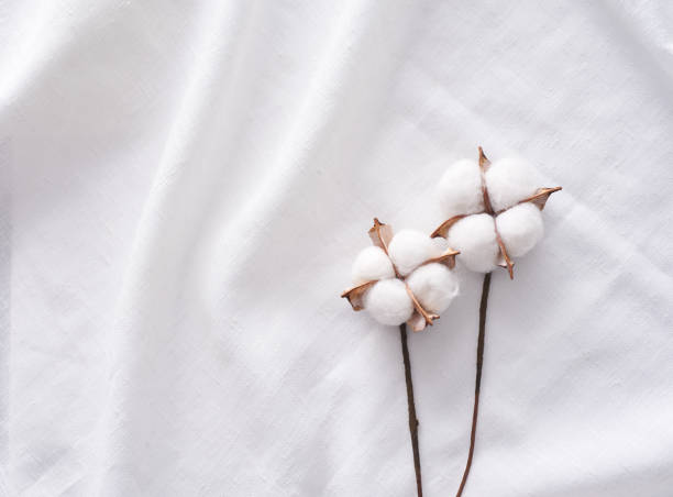Cotton plant Cotton plant on a white cloth. cotton ball stock pictures, royalty-free photos & images