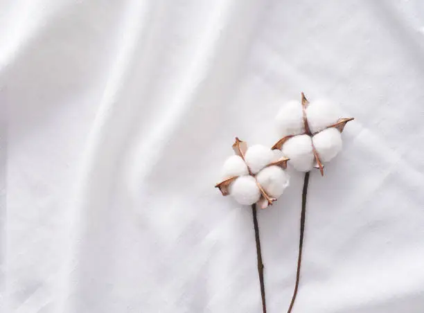 Cotton plant on a white cloth.