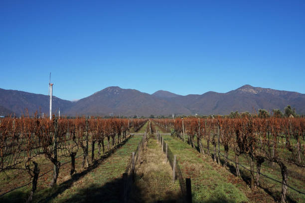 Grape planting / Dry grapevines Beautiful day in a grape wine planting on the winter chilean wine stock pictures, royalty-free photos & images