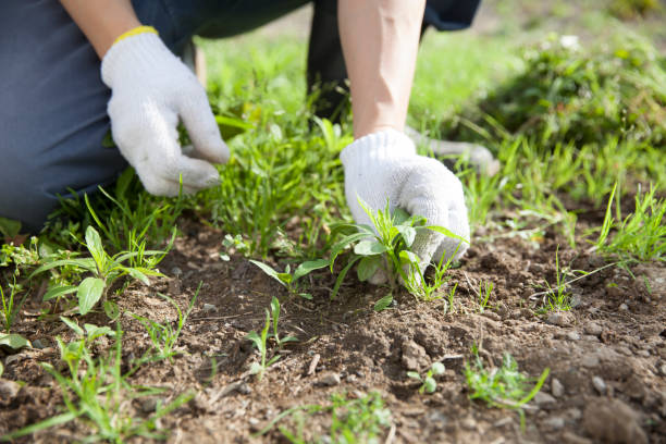 enlever l'herbe par les mains - weed photos et images de collection