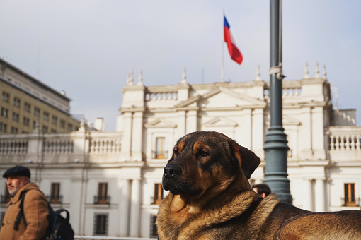 Santiago, Chile - June 30, 2019: Dog in the first plan, second plan a man and the Palace of Guns ( Plaza de armas / Palácio das Armas). Builder Designer Pedro de Gamboa in 1541.