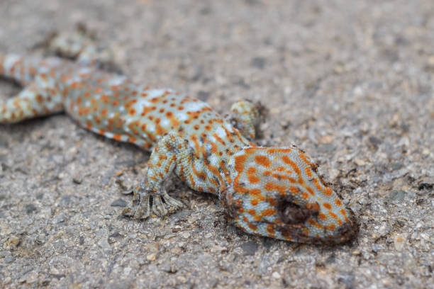 Ants eat the dead geckos on the floor.