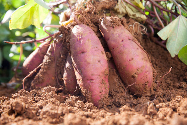 sweet potatoes - sweet potato imagens e fotografias de stock