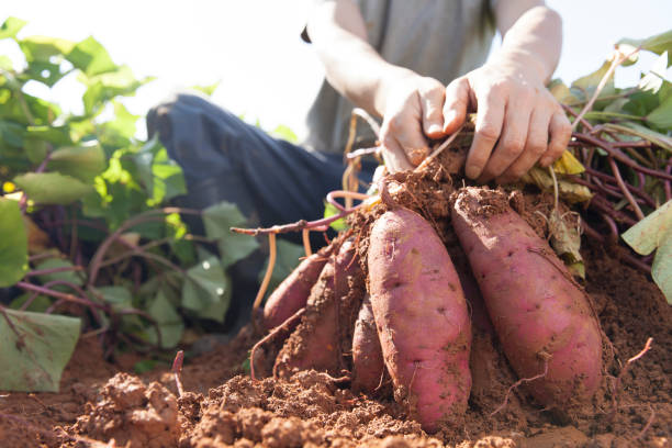 cosecha de batatas - raw potato sweet potato vegetable food fotografías e imágenes de stock