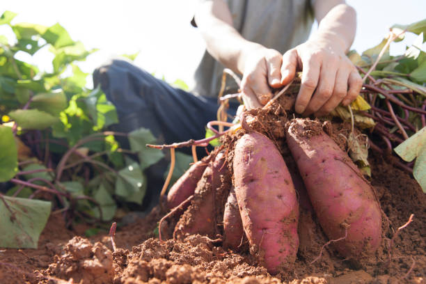 colhendo batatas doces - farm farmer vegetable field - fotografias e filmes do acervo