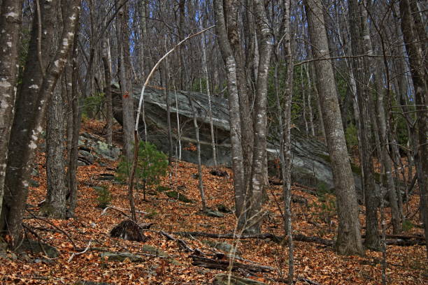istock North Harper Creek Trail in North Carolina. 1163066343
