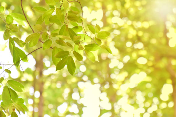 istock Green leaves on blurred greenery background. Concept plants landscape, ecology. 1163066382