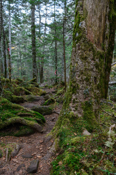 istock The mountain trail in the forest 1163067416