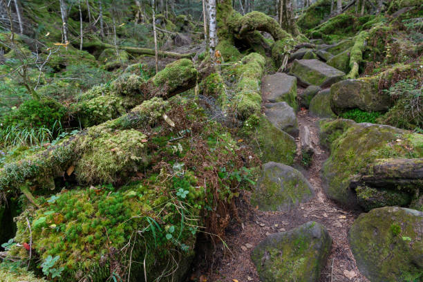 istock The mountain trail in the forest 1163067426