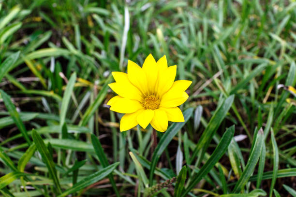 Single yellow Gazania flower on an out of focus green leafy background