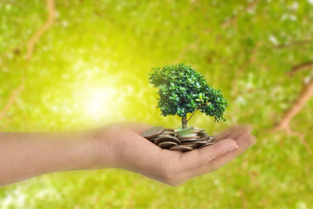 istock Hands holding tree sprouting from a handful of coins. Investment concept 1163070352