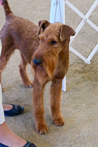 istock Well Groomed Dogs at Obedience Class 1163070480