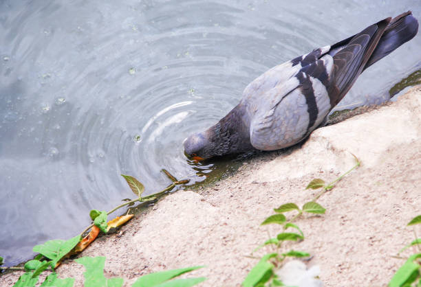 istock Single pigeon drinking water from the river 1163074946