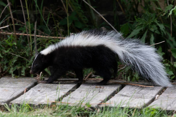 istock The striped skunk  (Mephitis mephitis)  near the human dwelling. 1163075470