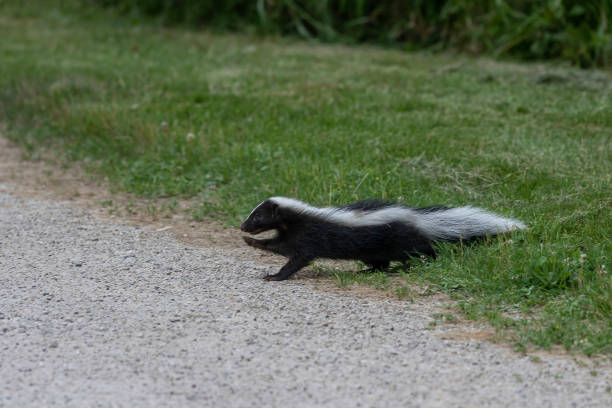 istock The striped skunk  (Mephitis mephitis)  near the human dwelling. 1163075475