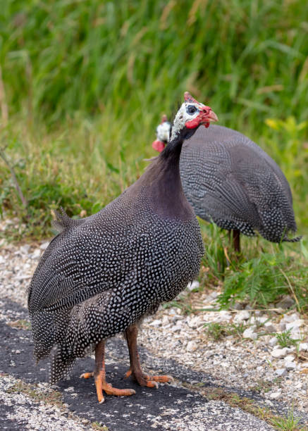 istock The helmeted guineafowl (Numida meleagris) is native  African bird, 1163075909