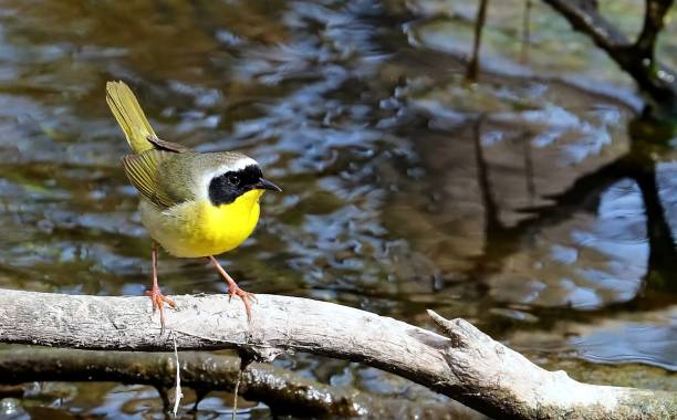The Common  Yellowthroat (geothlypis trichas) .Small song bird ,male in spring time Nature scene frm central Wisconsin marsh warbler stock pictures, royalty-free photos & images