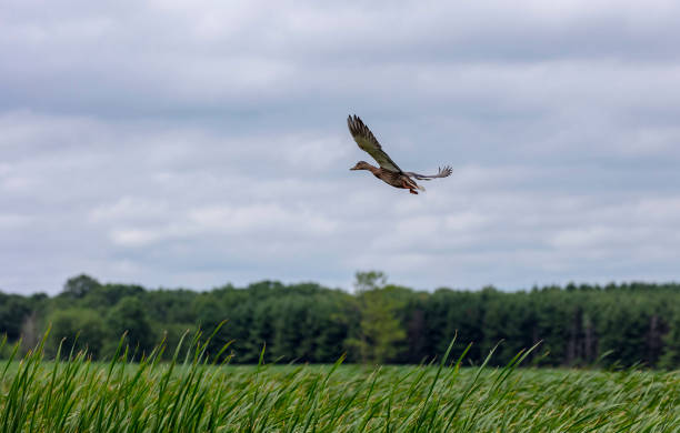 istock The mallard  (Anas platyrhynchos) ,duck in flight 1163075946