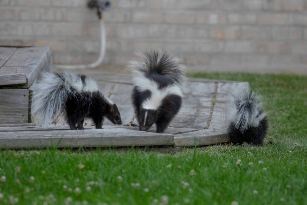 The striped skunk  (Mephitis mephitis)  near the human dwelling.