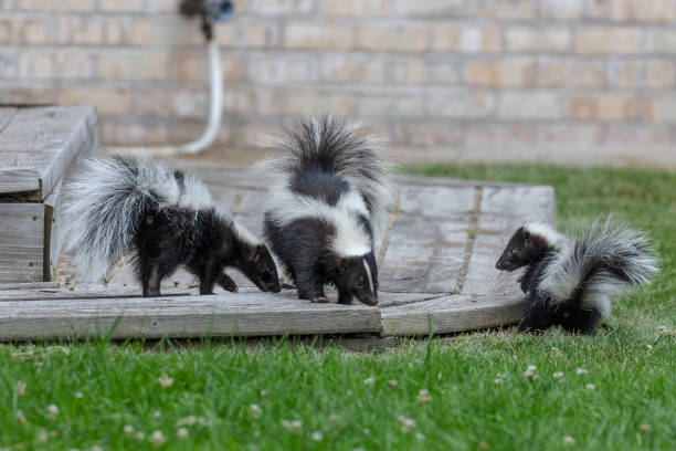 istock The striped skunk  (Mephitis mephitis)  near the human dwelling. 1163076609