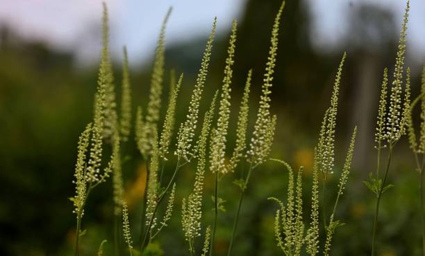 istock Beautiful blooming flowers in the botanical garden 1163076647