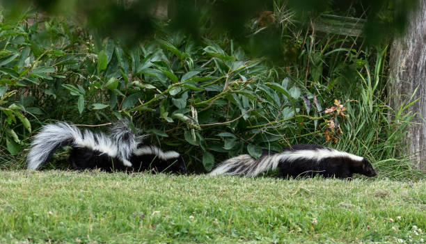 istock The striped skunk  (Mephitis mephitis)  near the human dwelling. 1163076685
