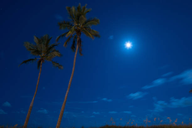istock Starry sky with palm trees Florida coast 1163078730