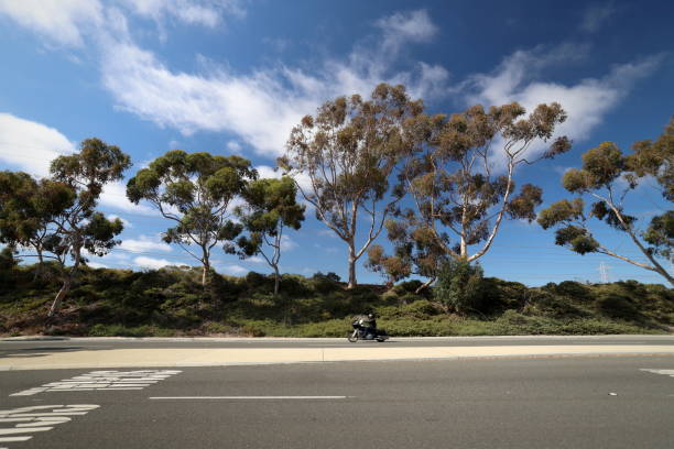 istock Along the Road in Carlsbad, California 1163082277