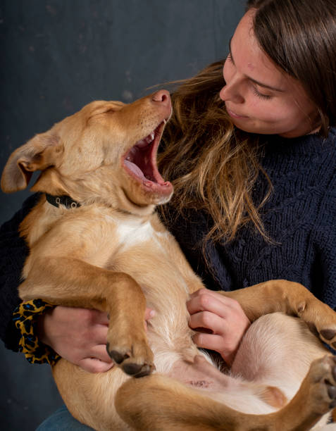 istock Young woman with her three months old Australian Kelpie. 1163082352