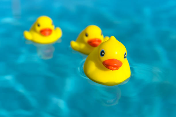 Rubber duck family Rubber duck family swimming in the pool. birdsong photos stock pictures, royalty-free photos & images