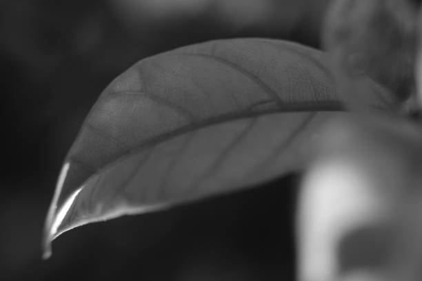 istock Drops of water on the leaves 1163083608