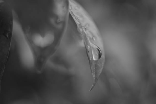 istock Drops of water on the leaves 1163084947