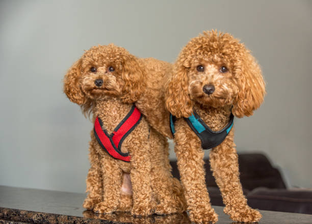 istock Mishka and Lola 1163085023