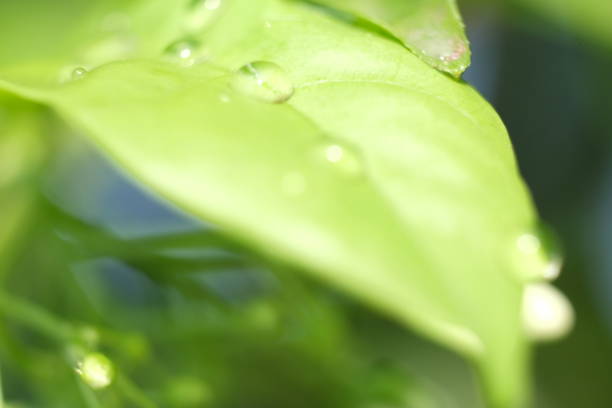 istock Drops of water on the leaves 1163085050