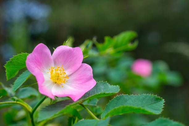 flores rosas de rosa silvestre - rosa salvaje fotografías e imágenes de stock