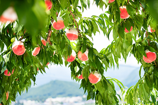 Organic Ripe Peaches on a Peach Tree. Japanese Peach Farm