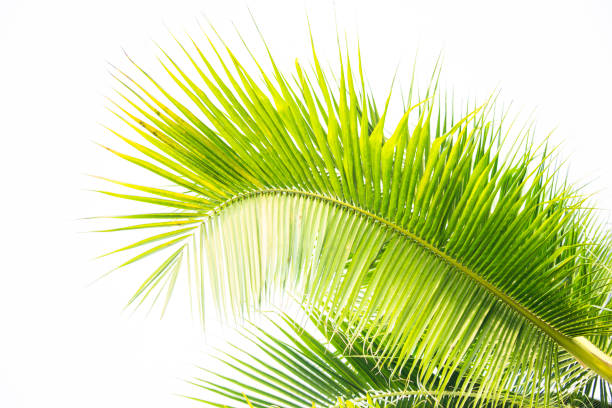 istock Detail of coconut trees leaf isolated on white background 1163088898